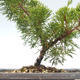 Vonkajšie bonsai - Juniperus chinensis Itoigawa-Jalovec čínsky VB2019-26975 - 2/2