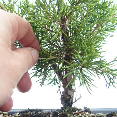 Vonkajšie bonsai - Juniperus chinensis Itoigawa-Jalovec čínsky VB2019-26977 - 2