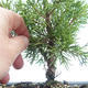 Vonkajšie bonsai - Juniperus chinensis Itoigawa-Jalovec čínsky VB2019-26977 - 2/2
