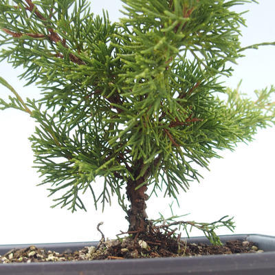 Vonkajšie bonsai - Juniperus chinensis Itoigawa-Jalovec čínsky VB2019-26978 - 2