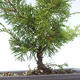Vonkajšie bonsai - Juniperus chinensis Itoigawa-Jalovec čínsky VB2019-26978 - 2/2