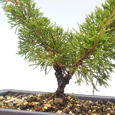Vonkajšie bonsai - Juniperus chinensis Itoigawa-Jalovec čínsky VB2019-26979 - 2