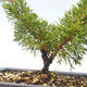 Vonkajšie bonsai - Juniperus chinensis Itoigawa-Jalovec čínsky VB2019-26979 - 2/2