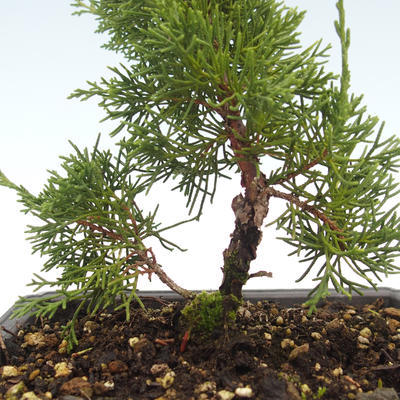 Vonkajšie bonsai - Juniperus chinensis Itoigawa-Jalovec čínsky VB2019-26980 - 2