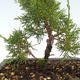 Vonkajšie bonsai - Juniperus chinensis Itoigawa-Jalovec čínsky VB2019-26980 - 2/2