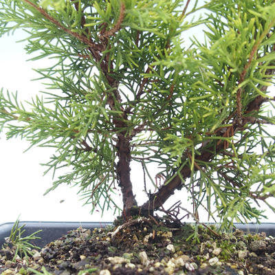 Vonkajšie bonsai - Juniperus chinensis Itoigawa-Jalovec čínsky VB2019-26982 - 2