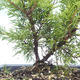 Vonkajšie bonsai - Juniperus chinensis Itoigawa-Jalovec čínsky VB2019-26982 - 2/2