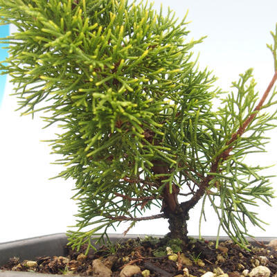 Vonkajšie bonsai - Juniperus chinensis Itoigawa-Jalovec čínsky VB2019-26983 - 2