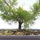 Vonkajšie bonsai - Juniperus chinensis Itoigawa-Jalovec čínsky VB2019-26984 - 2/2