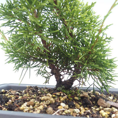 Vonkajšie bonsai - Juniperus chinensis Itoigawa-Jalovec čínsky VB2019-26988 - 2