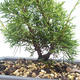 Vonkajšie bonsai - Juniperus chinensis Itoigawa-Jalovec čínsky VB2019-26988 - 2/2
