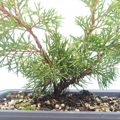 Vonkajšie bonsai - Juniperus chinensis Itoigawa-Jalovec čínsky VB2019-26990 - 2