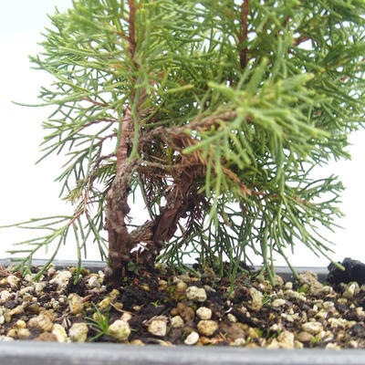 Vonkajšie bonsai - Juniperus chinensis Itoigawa-Jalovec čínsky VB2019-26993 - 2
