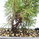 Vonkajšie bonsai - Juniperus chinensis Itoigawa-Jalovec čínsky VB2019-26993 - 2/2