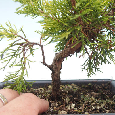 Vonkajšie bonsai - Juniperus chinensis Itoigawa-Jalovec čínsky VB2019-26994 - 2