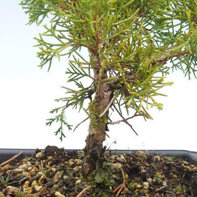 Vonkajšie bonsai - Juniperus chinensis Itoigawa-Jalovec čínsky VB2019-26997 - 2