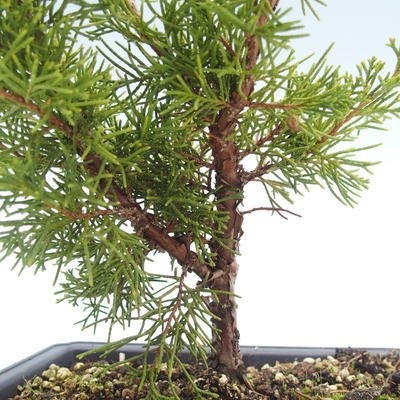 Vonkajšie bonsai - Juniperus chinensis Itoigawa-Jalovec čínsky VB2019-26998 - 2