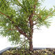 Vonkajšie bonsai - Juniperus chinensis Itoigawa-Jalovec čínsky VB2019-26998 - 2/2
