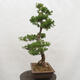 Vonkajší bonsai -Larix decidua - Smrekovec opadavý - 2/6