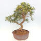Izbová bonsai - Ficus nerifolia - malolistý fikus - 2/5