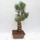 Vonkajšie bonsai - Pinus parviflora - borovica drobnokvetá - 2/4