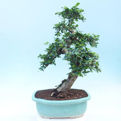 Izbová bonsai - Carmona macrophylla - Čaj fuki - 2
