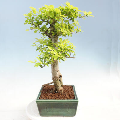 Izbová bonsai - Duranta erecta Aurea - 2