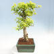 Izbová bonsai - Duranta erecta Aurea - 2/5