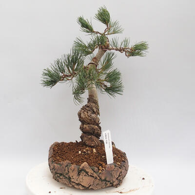 Vonkajšie bonsai - Pinus parviflora - borovica drobnokvetá - 2