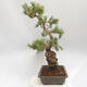 Vonkajšie bonsai - Pinus parviflora - borovica drobnokvetá - 2/5