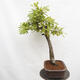Vonkajší bonsai Quercus Cerris - Dub Cer - 2/5