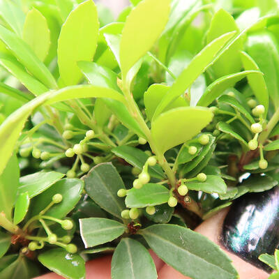 Izbová bonsai - Ilex crenata - Cezmína - 2