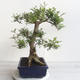 Izbová bonsai - Fraxinus uhdeii - izbový Jaseň - 2/6