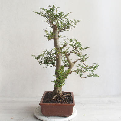 Izbová bonsai - Fraxinus uhdeii - izbový Jaseň - 2