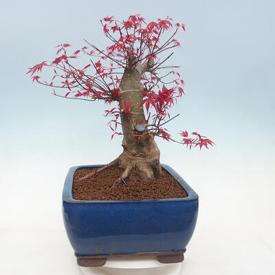 Vonkajší bonsai - Javor palmatum DESHOJO - Javor dlanitolistý - 2