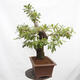 Vonkajší bonsai Quercus Cerris - Dub Cer - 2/6