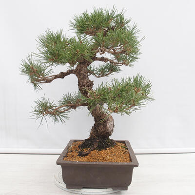 Vonkajšie bonsai - Pinus thunbergii - Borovica thunbergova - 2