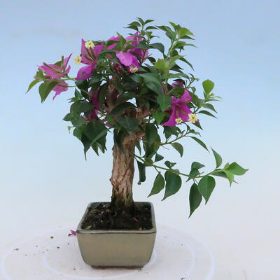 Izbová bonsai - Bouganwilea - 2