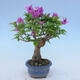 Izbová bonsai - Bouganwilea - 2/4