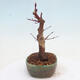Vonkajšie bonsai - Javor palmatum DESHOJO - Javor dlaňolistý - 2/6