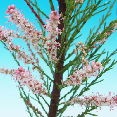 Vonkajšie bonsai - Tamaris parviflora Tamariška malolistá - 2