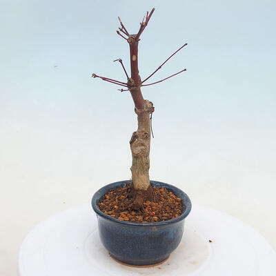 Vonkajšie bonsai - Javor palmatum DESHOJO - Javor dlaňolistý - 2
