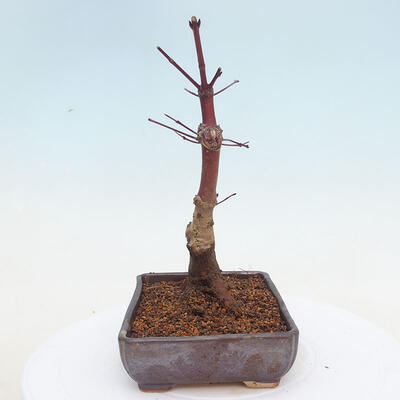 Vonkajšie bonsai - Javor palmatum DESHOJO - Javor dlaňolistý - 2