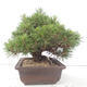 Vonkajšie bonsai - Pinus thunbergii - Borovica thunbergova - 2/4