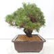 Vonkajšie bonsai - Pinus thunbergii - Borovica thunbergova - 2/4