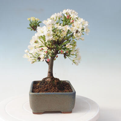 Vonkajšie bonsai - Malus sargentii - Maloplodé jabloň - 2