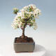 Vonkajšie bonsai - Malus sargentii - Maloplodé jabloň - 2/6
