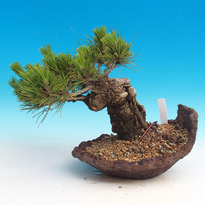 Pinus thunbergii - borovica thunbergova - 2