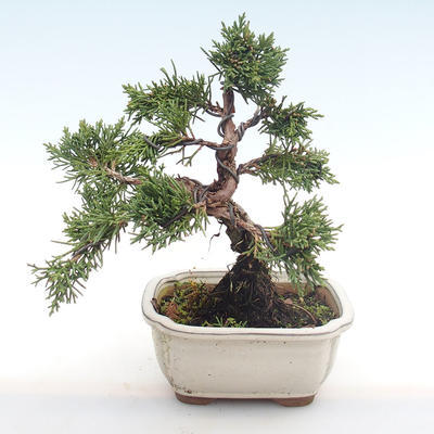 Vonkajšie bonsai - Juniperus chinensis -Jalovec čínsky VB2020-75 - 2