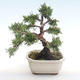 Vonkajšie bonsai - Juniperus chinensis -Jalovec čínsky VB2020-75 - 2/2